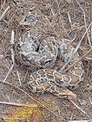 10 அடி நீள மலைப்பாம்பு பிடிபட்டது