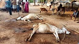 திண்டிவனம் அருகே
மின்னல் பாய்ந்து 2 பசுக்கள் உயிரிழப்பு