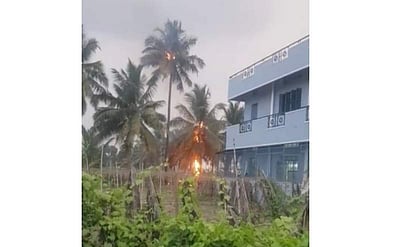 அவிநாசியில் மின்னல் தாக்கி தீப்பிடித்த எரிந்த தென்னை மரங்கள்