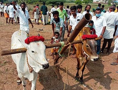 பாடாலூரில் நல்லோ் பூட்டி உழவுப் பணியைத் தொடங்கிய விவசாயிகள்