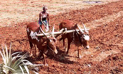 50 ஆண்டுகளாக காளைகளை பூட்டியே உழவு செய்யும் விவசாயி!