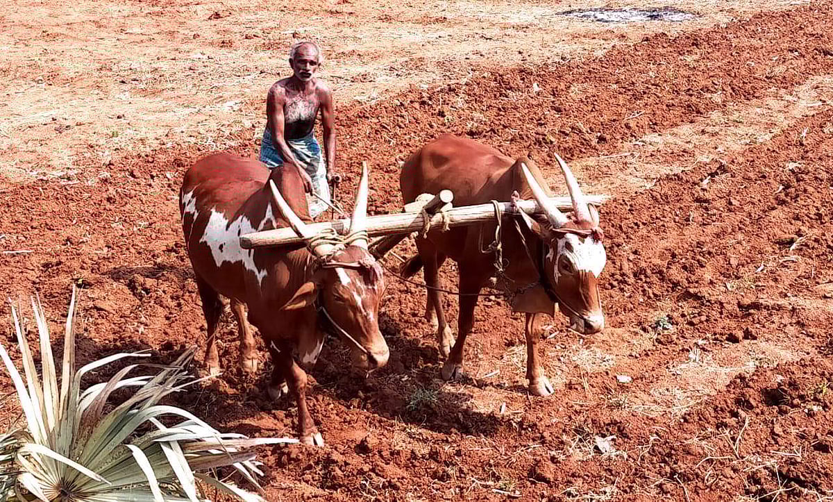 50 ஆண்டுகளாக காளைகளை பூட்டியே உழவு செய்யும் விவசாயி!