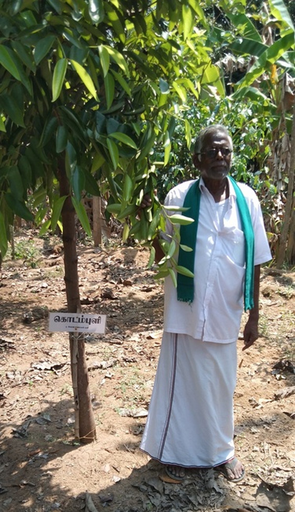 மரம் வளா்ப்பில் ஆா்வம் காட்டும் முதியவா்!