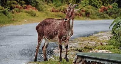 மூணாறில் வரையாடுகள் கணக்கெடுப்பு பணி தொடக்கம்