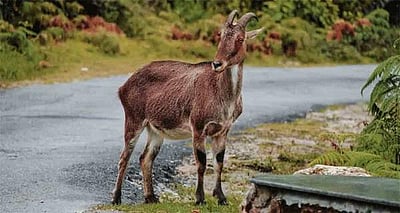 மூணாறில் வரையாடுகள் கணக்கெடுப்பு பணி தொடக்கம்