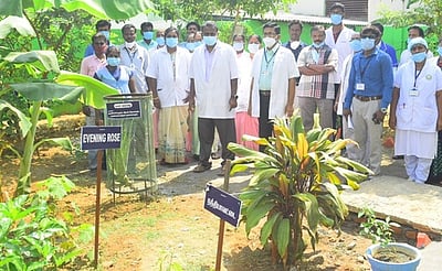 அரசு மருத்துவமனையில் மூலிகைத் தோட்டம்