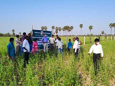 மானாவாரி சாகுபடி: அதிகாரிகள் ஆய்வு