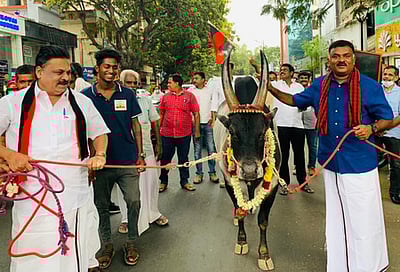 காளையுடன் திமுக வேட்பாளா் நடைப்பயிற்சி