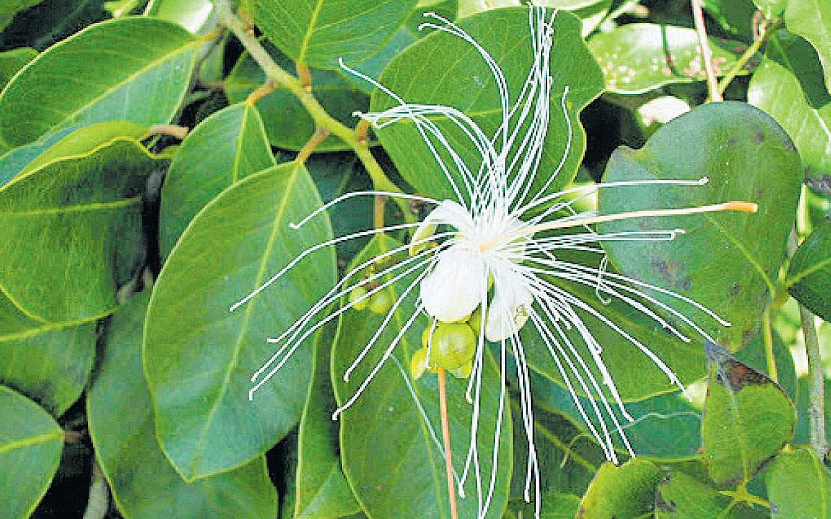 மாவிலங்கம் பூவின் மருத்துவக் குணங்கள்!