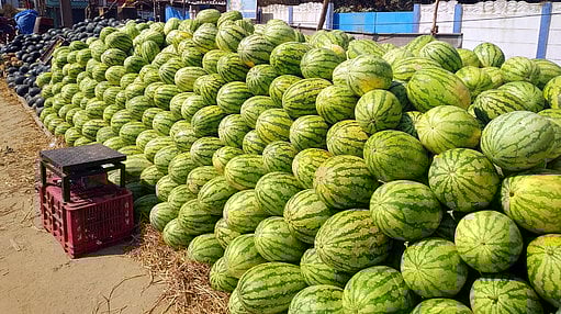 கோடை வெயிலால் தா்பூசணி விற்பனை தீவிரம்