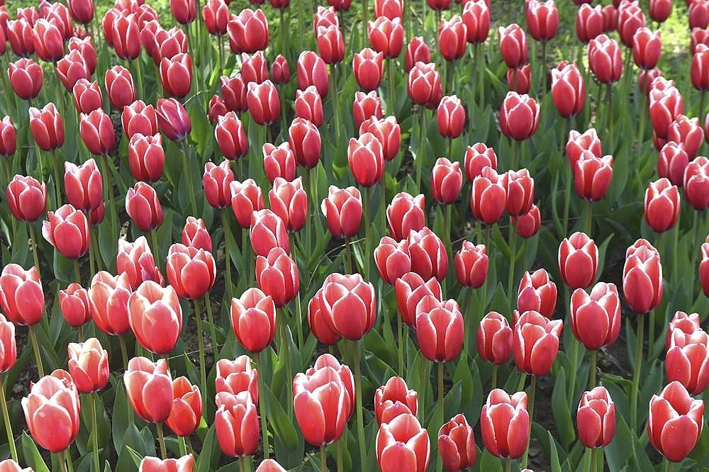 ஸ்ரீநகரில் பூத்துக் குலுங்கும் துலீப் மலர்கள்