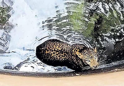 கிணற்றில் விழுந்த சிறுத்தை: தண்ணீரை வெளியேற்றி காப்பாற்றிய வனத்துறையினர்