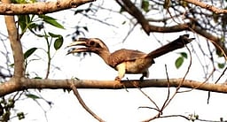 வனத்துறை சாா்பில் நிலத்தில் வாழும் பறவைகள் கணக்கெடுப்பு தொடக்கம்