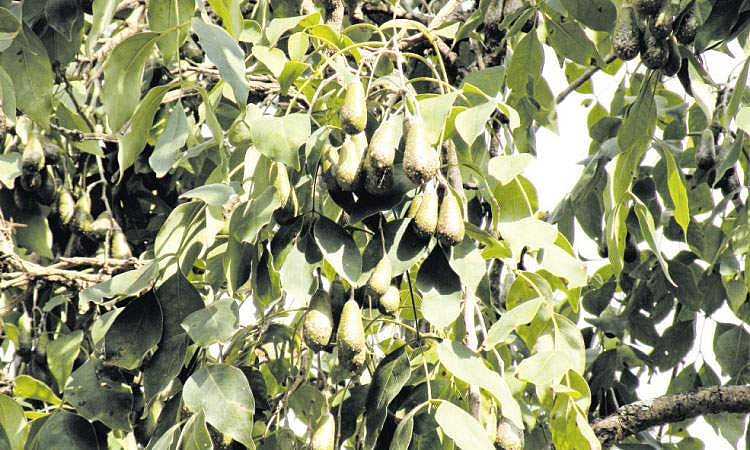 மரங்களின் வரங்கள்!: பழங்கால மரம் - படை மரம்