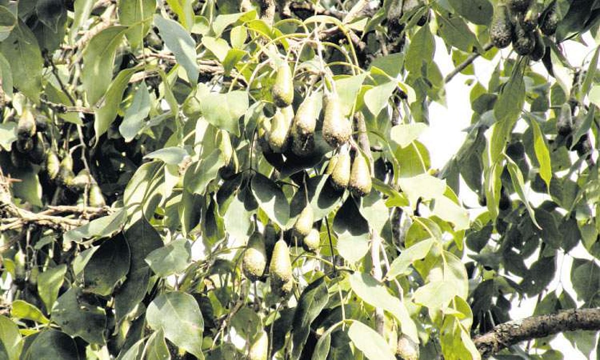 மரங்களின் வரங்கள்!: பழங்கால மரம் - படை மரம்