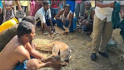 தா. பழூா் அருகே தண்ணீா் தேடி ஊருக்குள் வந்த 2 மான்கள் மீட்பு