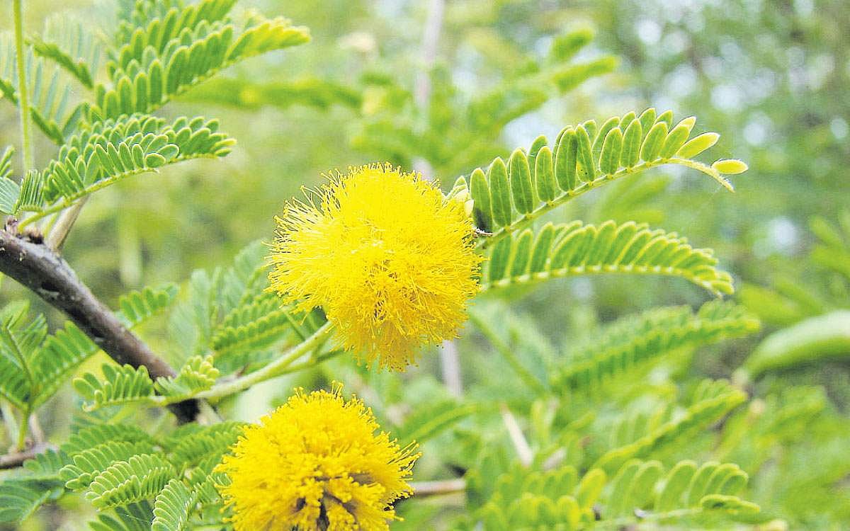 மரங்களின் வரங்கள்!: வாசனை தரும் மரம் - வாடை வள்ளி  மரம்