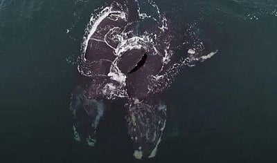 இரண்டு கருந்திமிங்கிலங்கள் தழுவிக்கொள்ளும் காட்சி (விடியோ)