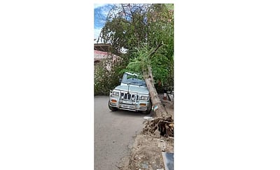 பெரியகுளத்தில் பலத்த காற்று: மரம் விழுந்து வாகனம் சேதம்