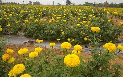 கரோனா பொது முடக்கத்தால் அறுவடை செய்யாமல் செடியில் வாடும் மலா்கள்