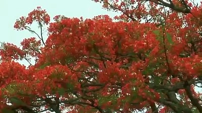 குன்னூா் - மேட்டுப்பாளையம் சாலையில் பூத்துக் குலுங்கும் மே மலா்கள்