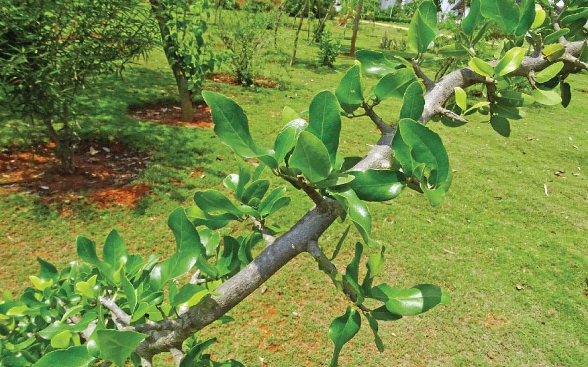 மரங்களின் வரங்கள்!: சர்வதேச மருத்துவ மரம் - வீரை மரம்