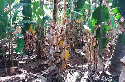 பொது முடக்கத்தால் மரங்களில் பழுத்து வீணாகும் வாழைகள்