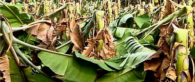 கடலூா் மாவட்டத்தில் 10 ஆயிரம் வாழைகள் சேதம்