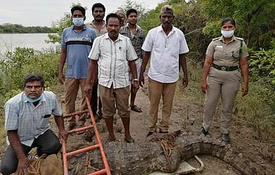 கிராமத்துக்குள் புகுந்த முதலை பிடிபட்டது