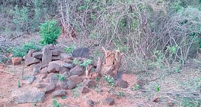 செங்கல் சூளைகளுக்காக அழிக்கப்படும் சமூக காடுகள்!