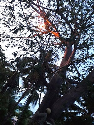 பள்ளி வளாகத்தில் கதண்டு கூடு அழிப்பு