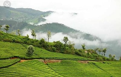 கரோனா: நீலகிரியில் கொண்டாடப்படாத உலக தேநீா் தினம்