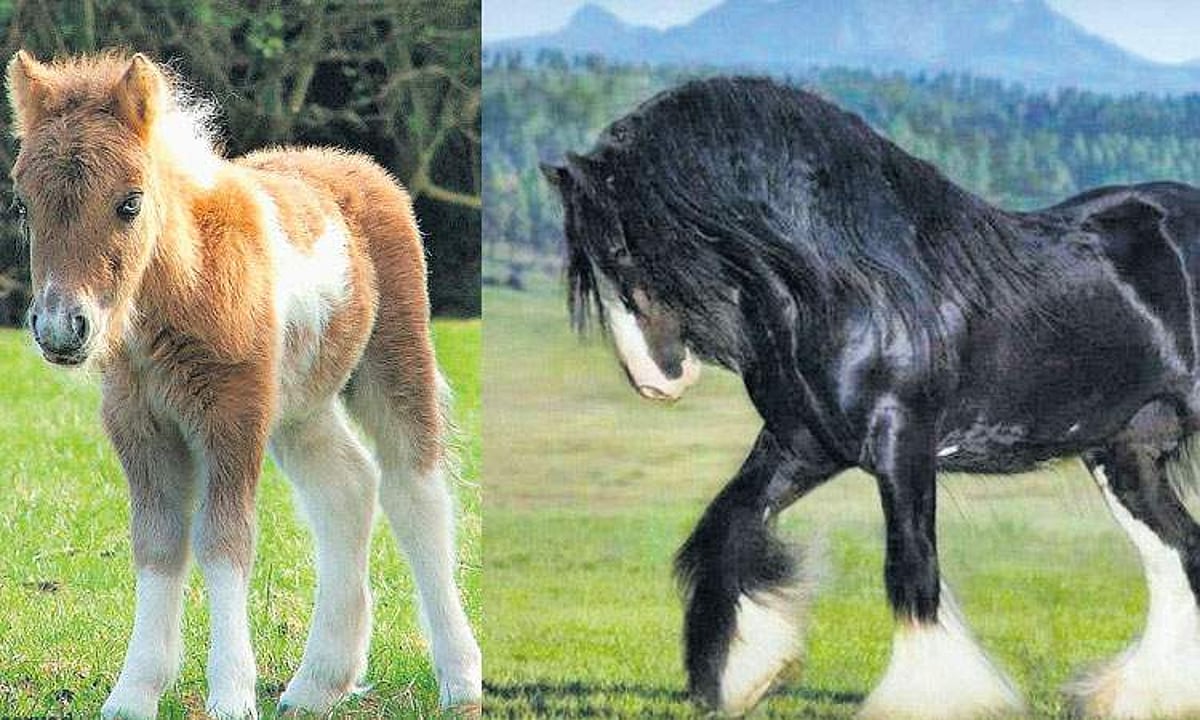 குதிரைகள்!