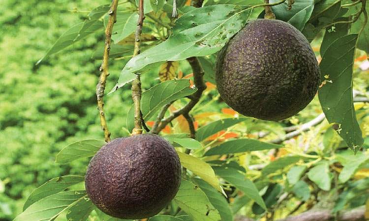 மரங்களின் வரங்கள்!: பன்முகத் தன்மைக் கொண்டவன் - அவகோடா மரம்