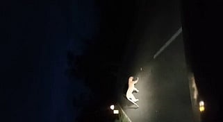 சோதனைச் சாவடி அருகே சிறுத்தை நடமாட்டம்