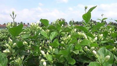 சத்தியமங்கலத்தில் மல்லிகைப் பூ விவசாயிகளுக்கு கரோனா