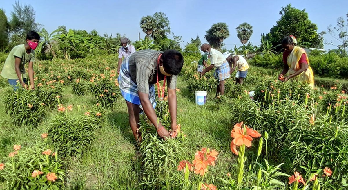 பொது முடக்கத்தால் முடங்கியது பூக்கள் விற்பனை: புதுவை விவசாயிகள் வேதனை