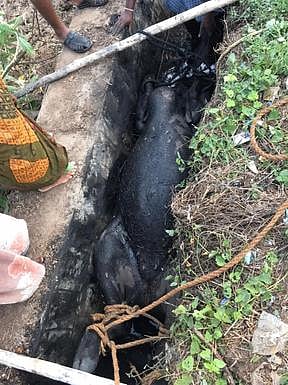 கழிவுநீா் வாய்க்காலில் சிக்கிய எருமை மீட்பு