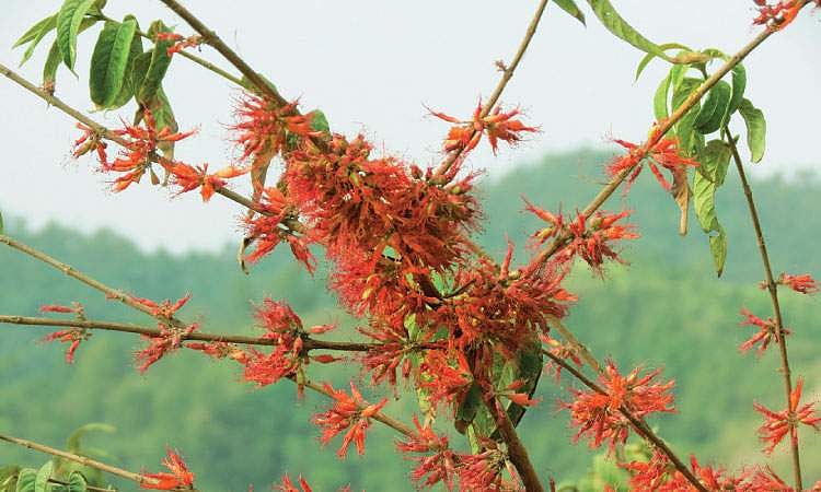 மரங்களின் வரங்கள்!: சங்கக் காலத்தவன் - எறுழம் மரம்