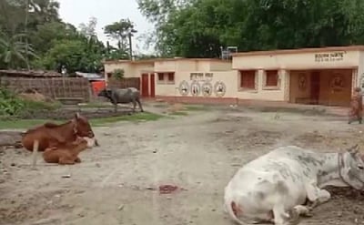 மாட்டுத் தொழுவமாக மாறிய ஆரம்ப சுகாதார நிலையம்