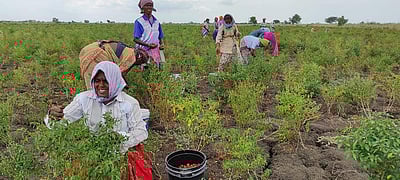 விளாத்திகுளத்தில் மிளகாய் அறுவடைப் பணி தீவிரம்