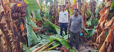 குடியாத்தம் அருகே சூறாவளி காற்றுக்கு 500-க்கும் மேற்பட்ட வாழை மரங்கள் சேதம் 