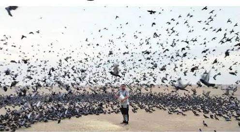 மெரீனா கடற்கரையில் 13 ஆண்டுகளாக புறாக்களுக்கு உணவு