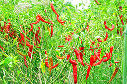 ஆா்.எஸ். மங்கலம் சந்தைக்கு மிளகாய் வரத்து அதிகரிப்பு