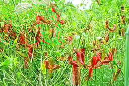 ஆா்.எஸ். மங்கலம் சந்தைக்கு மிளகாய் வரத்து அதிகரிப்பு