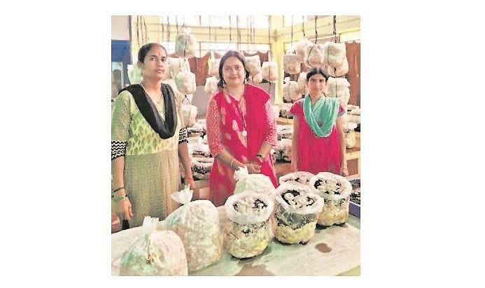 காளான் வளர்ப்பில் பெண்கள்!