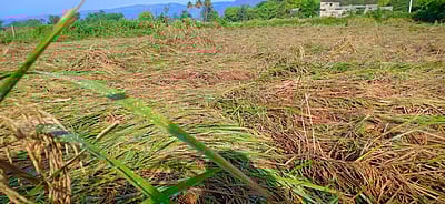 நெல் வயல்களில் தண்ணீர் நிரம்பி சாய்ந்த கதிர்கள்: விவசாயிகள் கவலை