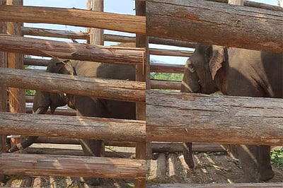 முதுமலை புலிகள் காப்பகத்தில் ரிவால்டோ யானை கூண்டில் அடைக்கப்பட்டது