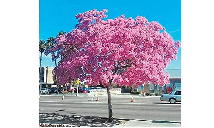 மரங்களின் வரங்கள்!: வசந்தங்களை அள்ளித் தரும் - வசந்தராணி மரம்