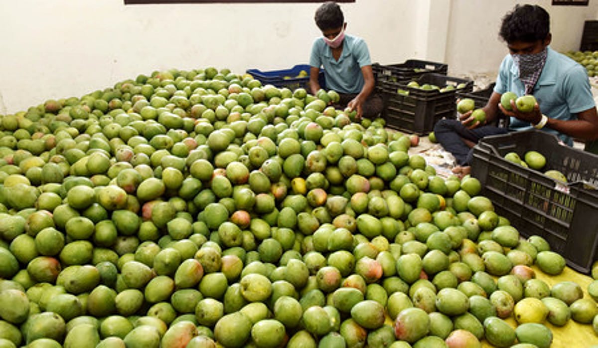பொதுமுடக்கத்தால் பாதிக்கப்பட்ட மாம்பழ வா்த்தகம்!